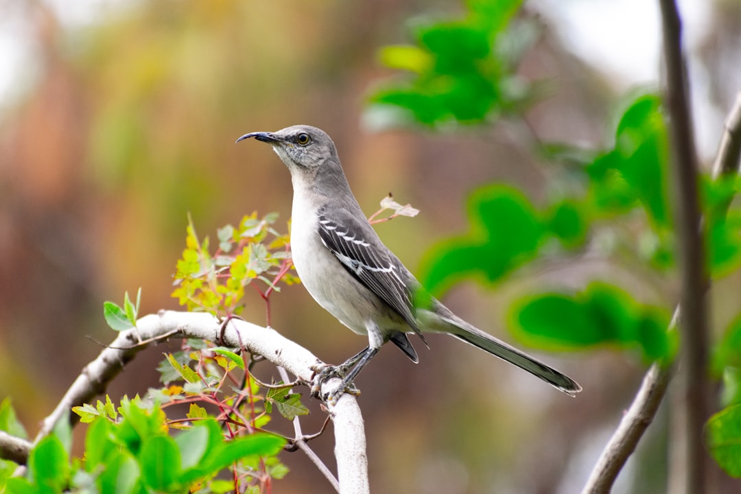 a bird sitting on a branch in a tree
