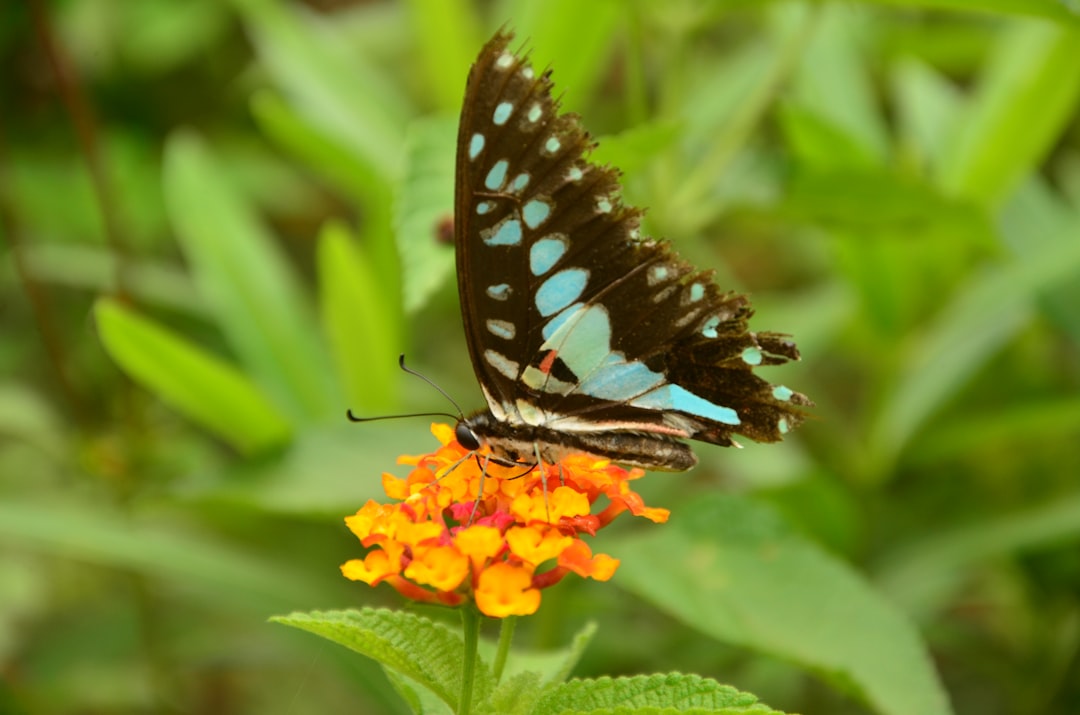 blue and black butterfly on yellow and red flower pollen